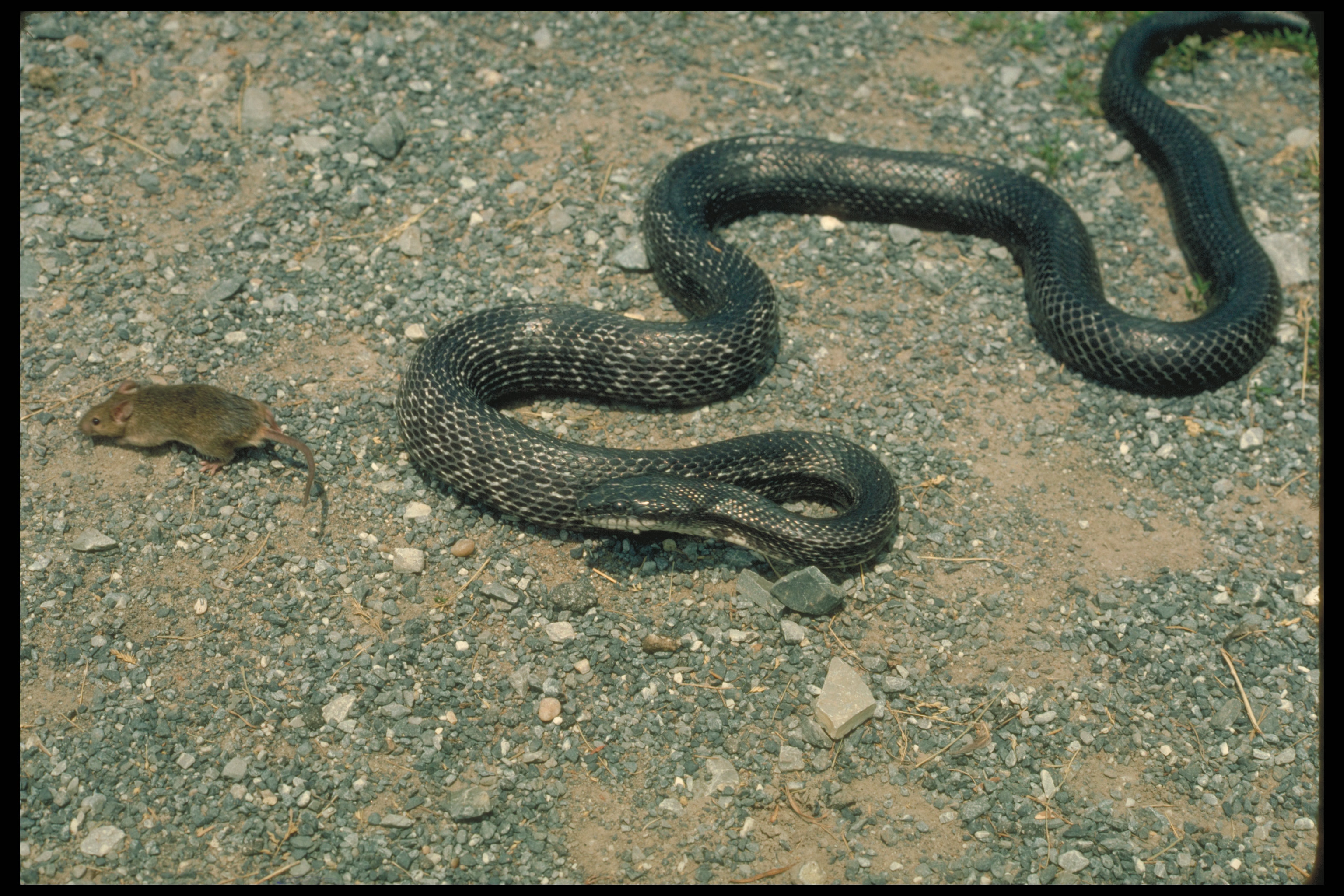 Snake Species Commonly Kept as Pets