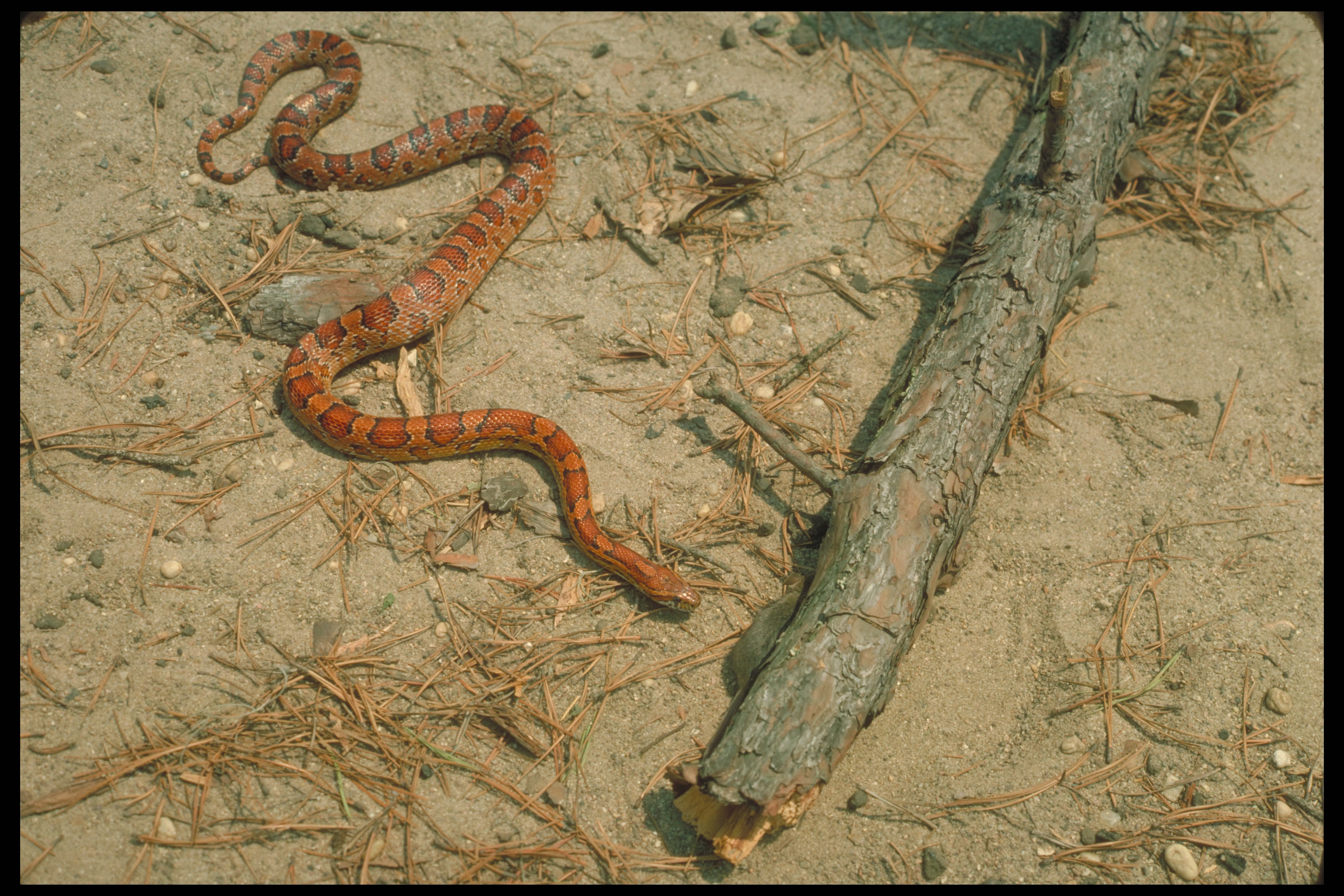 Corn Snake Growth Rate Chart