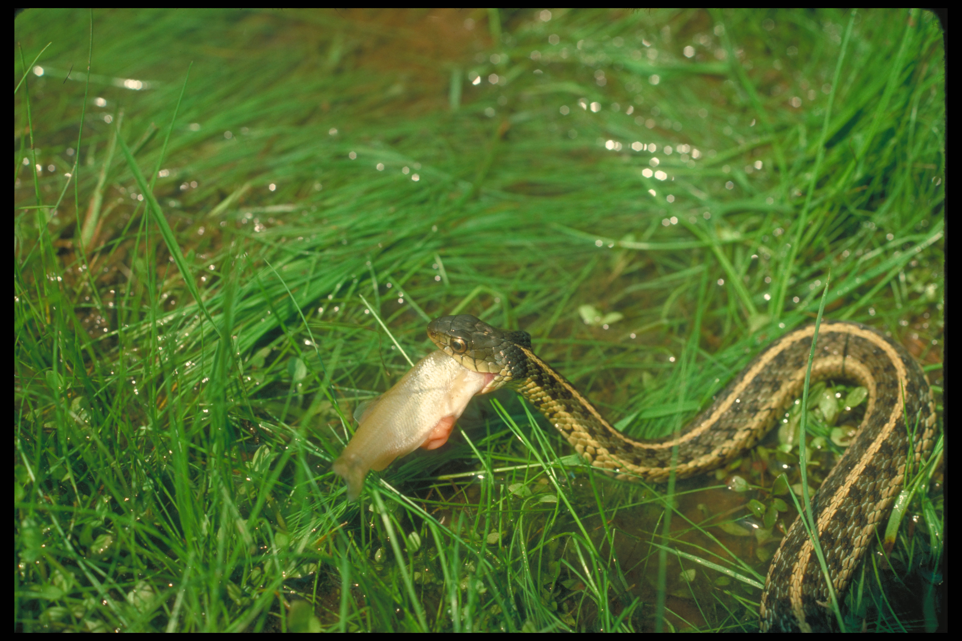About Garter Snakes How Do Garter Snakes Hnadle Their Prey